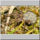 Pardosa sp - Wolfspinne 03 mit Nachwuchs auf dem Ruecken.jpg